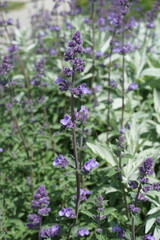 Purple salvia flowers in bloom – River District, South Vancouver

