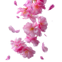 Naklejka premium Pink cherry blossoms falling gracefully, creating serene and beautiful atmosphere, perfect for spring themes and floral designs