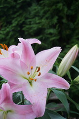 Lilies in bloom on a porch – elegant floral moment at home