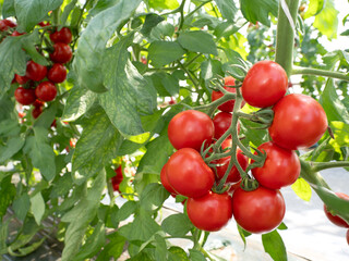 ビニルハウスでのミニトマトの栽培