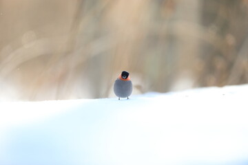 Eurasian bullfinch, common bullfinch or bullfinch (Pyrrhula pyrrhula griseiventris) is a small passerine bird in the finch family, Fringillidae. This photo was taken in Hokkaido,Japan.