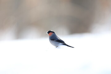 Eurasian bullfinch, common bullfinch or bullfinch (Pyrrhula pyrrhula griseiventris) is a small passerine bird in the finch family, Fringillidae. This photo was taken in Hokkaido,Japan.