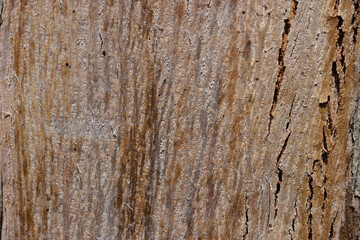 Obraz premium Textura de corteza de un tronco de árbol de eucalipto a la luz del sol