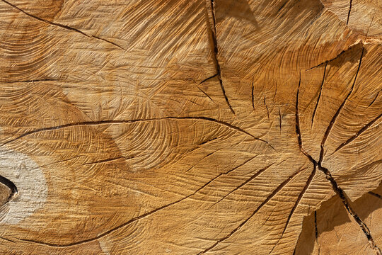 Textura de cortes transversal  longitudinal de un tronco de eucalipto