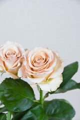 コーラルピンクのばら