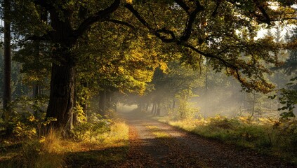 Obraz premium Autumnal forest path bathed in morning mist