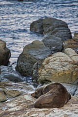 Wild seal relaxing on rocky shoreline at Kaikoura during sunset