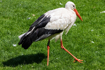 Monsieur Cigogne