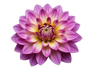 Fototapeta premium Beautiful pink and yellow dahlia flower with many petals isolated on transparent background