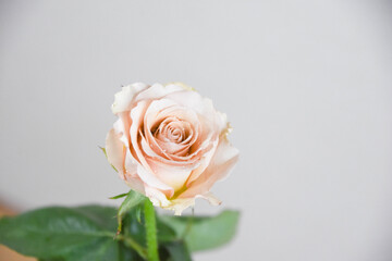 コーラルピンクのばら