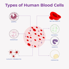 Types of Human Blood Cells