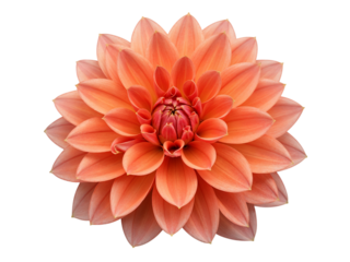Close up of a vibrant coral dahlia flower with many petals isolated on transparent background