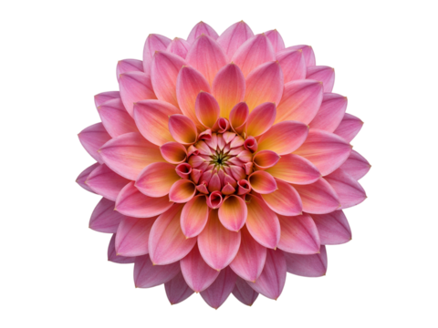 Close up of a vibrant pink and yellow dahlia flower with intricate petal layers isolated on transparent background