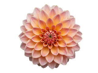 Close up of a beautiful peach and pink dahlia flower with intricate petal layers isolated on transparent background