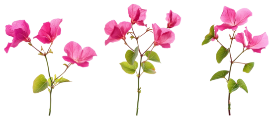 Bougainvillea Flowers Displayed Against a Transparent Background with Pink Petals and Green Leaves