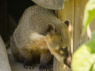 Coati