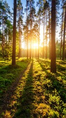 Obraz premium Sunlight streams through a pine forest