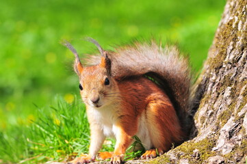 Curious red squirrel near tree trunk on green grass in spring park with bright sunlight
