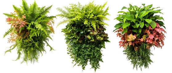 Three Fern Arrangements Isolated on Transparent Background with Green and Pink Foliage