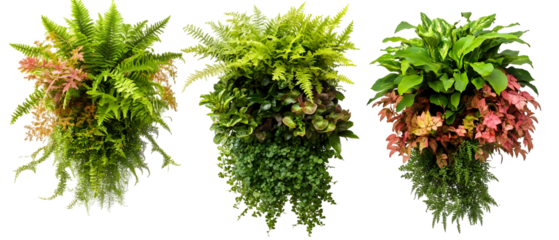 Three Fern Arrangements Isolated on Transparent Background with Green and Pink Foliage