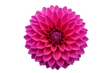 Vibrant pink dahlia flower with intricate petal arrangement isolated on transparent background