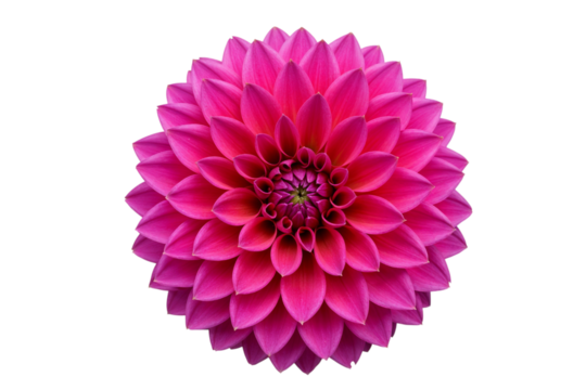 Vibrant pink dahlia flower with intricate petal arrangement isolated on transparent background - Powered by Adobe
