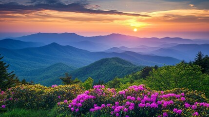 The Great Craggy Mountains along the Blue Ridge Parkway in North Carolina, USA with Catawba Rhododendron during a spring season sunset.