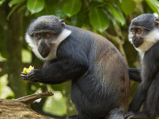 cercopithèque de l'Hoest