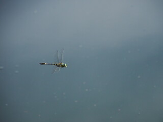 オオヤマトンボ © Seiya