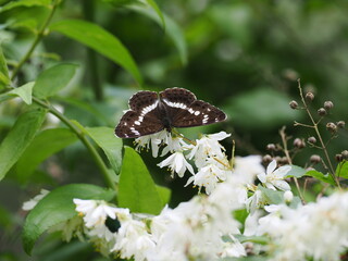 イチモンジチョウ