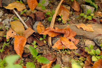 Scattered Dry Autumn Leaves and Twigs on Ground