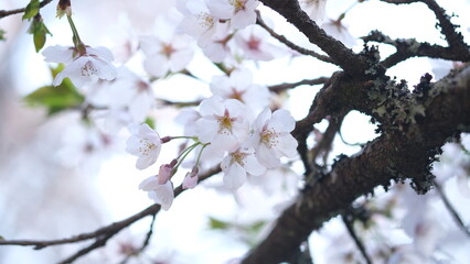 春に咲く桜