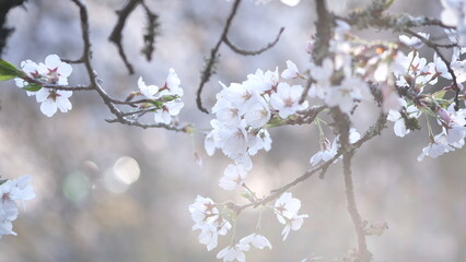 春に咲く桜
