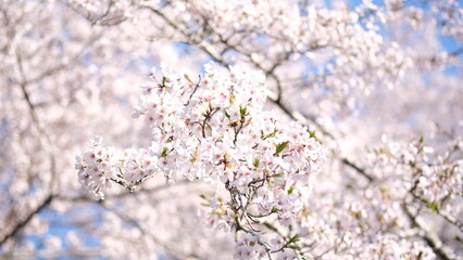 Obraz premium 春に咲く桜