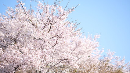 春に咲く桜