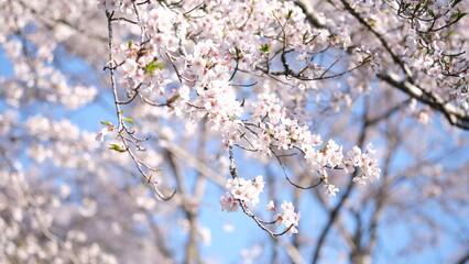 春に咲く桜