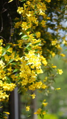 カロライナジャスミン