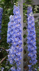 デルフィニウム