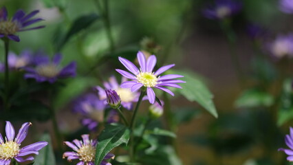 紫色のアスター