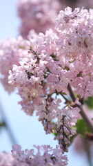 満開のライラック