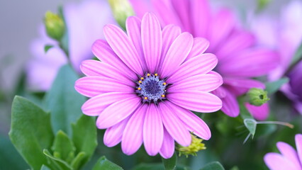 オステオスペルマムにクローズアップ