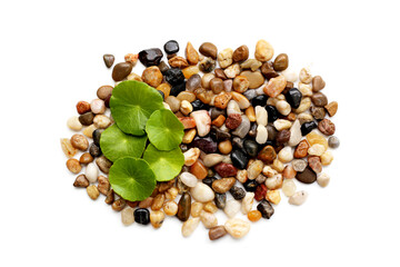 Fresh gotu kola leaves on pebbles.
