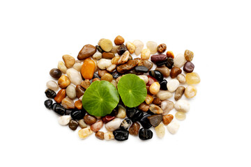 Fresh gotu kola leaves on pebbles.