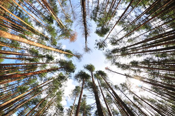 Looking up at tall pine trees forming circular canopy in dense forest against blue sky