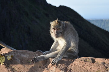 Bali Monkey