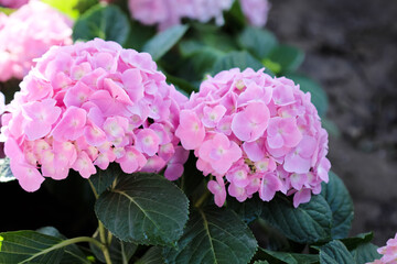 Close up pink hydrangea macrophylla flower bush or hortensia blooming with green leaf background