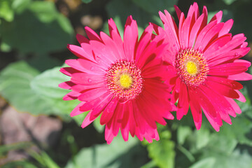 Fototapeta premium Red yellow chrysanthemum flower blooming top view garden background