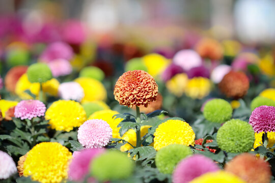 Multicolored pompons chrysanthemum flowers blooming colorful garden background
