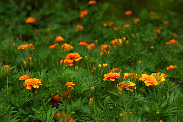 Flowers called marigolds on a summer flowerbed. Marigolds on a flowerbed. Many yellow and orange flowers on a meadow.