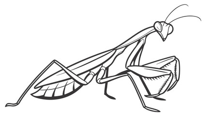 Praying Mantis Line Art Illustration. Detailed Black and White Outline Drawing of a Mantis Insect.